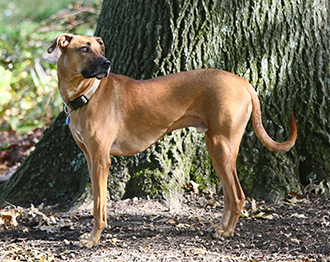 Dog, Jeremiah's dog